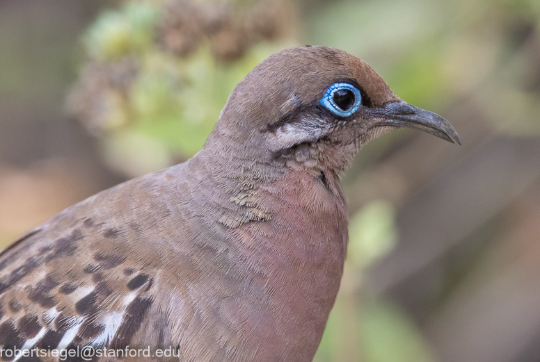 galapagos